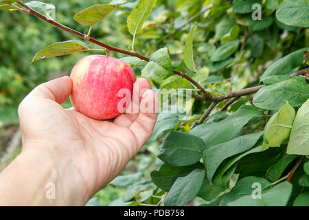 Cueillette à la main jardinier red apple. La main de femme atteint pour les pommes sur l'arbre Banque D'Images