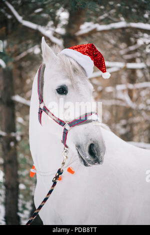 Adorable cheval blanc de fête de Noël portant chapeau, debout dans la forêt hiver neige Banque D'Images