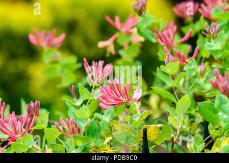 Lonicera rose qui fleurit dans le jardin en été. Banque D'Images