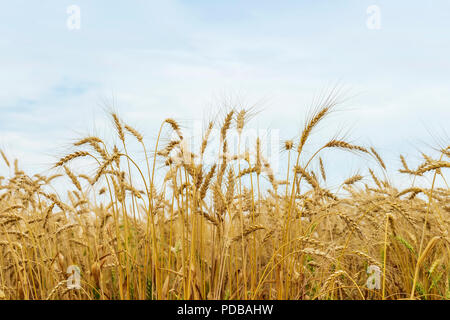 Golden Ripe ripe pointes haut champ de seigle, de blé contre le ciel bleu. Jour d'été ensoleillé. Banque D'Images