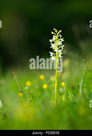 Une Platanthère verdâtre (Platanthera chlorantha). Une orchidée sauvage originaire du Royaume-Uni dans la réserve naturelle vers le bas de la porte du Parc, Kent. Banque D'Images