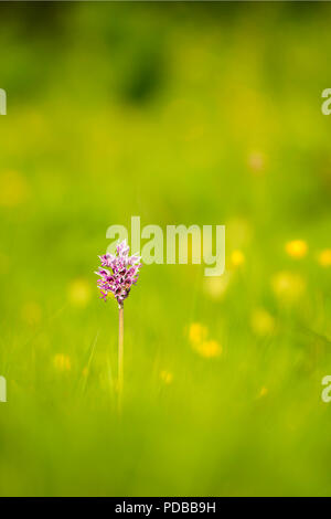 Un rare orchidée singe (Orchis Simia) à l'entrée du Parc de la réserve naturelle vers le bas dans le Kent. Banque D'Images