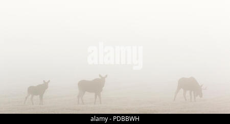 Vache et son veau orignal et un orignal mâle dans le brouillard du matin Banque D'Images