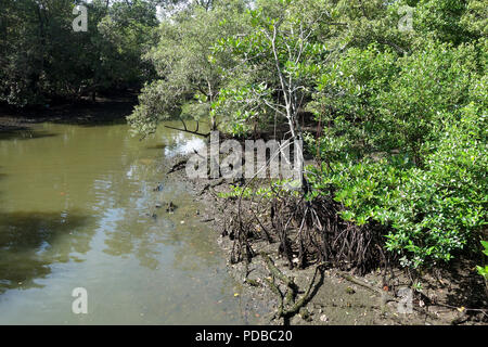 Forêt de mangrove dans la zone intertidale à marée haute à la réserve de Sungei Buloh à Singapour Banque D'Images