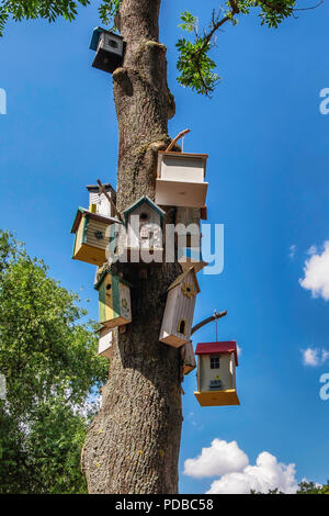 Collection d'oiseaux décoratifs besting & boîtes reproduction attaché à arbre à lac Tollensee, Neubrandeburg,Mecklenburg Lake District,Allemagne Banque D'Images