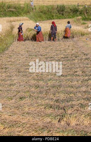 Les paysans de la récolte du riz à la main avec des faucilles, Pana village, au Bhoutan. Banque D'Images