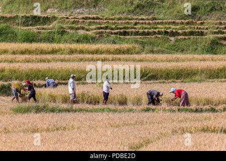 Les paysans de la récolte du riz à la main avec des faucilles, Pana village, au Bhoutan. Banque D'Images