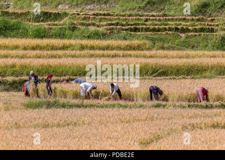 Les paysans de la récolte du riz à la main avec des faucilles, Pana village, au Bhoutan. Banque D'Images