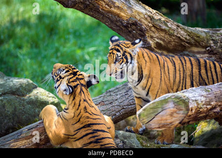 Portrait de deux jeunes tigres malais jouant Banque D'Images