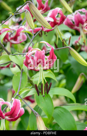 Lilium 'Black Beauty'. Orienpet Lily / Lis Oriental 'Black Beauty' fleurs. UK Banque D'Images