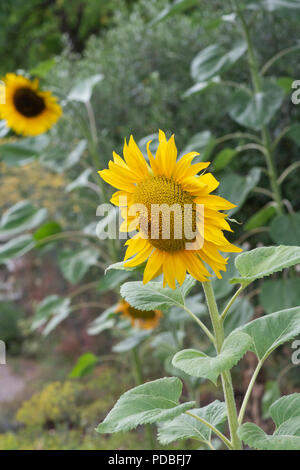 Helianthus annuus . De tournesol dans un jardin anglais. UK Banque D'Images