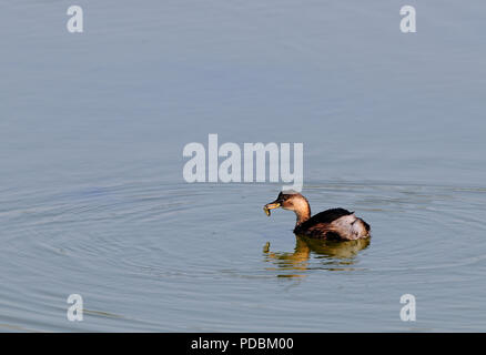 Grèbe castagneux - poisson - grèbe - avec des poissons - Podiceps ruficollis Banque D'Images