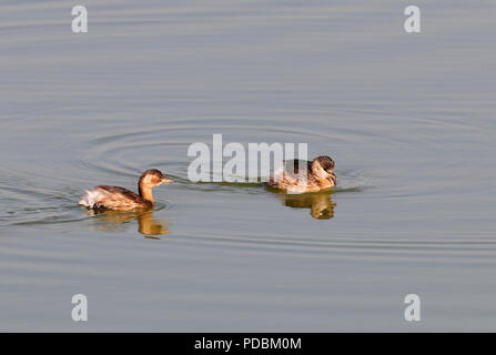 Grèbe castagneux grèbe - - Podiceps ruficollis Banque D'Images