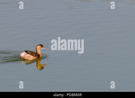 Grèbe castagneux grèbe - - Podiceps ruficollis Banque D'Images