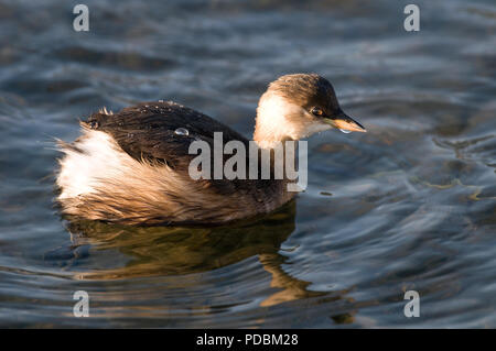 Le grèbe castagneux Grèbe - - Podiceps ruficollis Banque D'Images