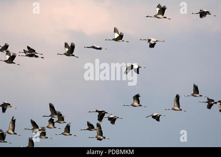 Grues Cendrées - vol - Grues - vol - Megalornis grus Banque D'Images