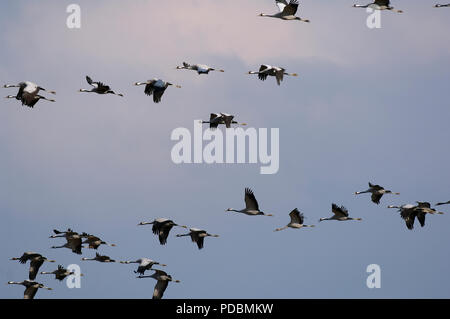 Grues Cendrées - vol - Grues - vol - Megalornis grus Banque D'Images