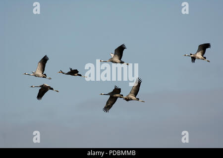 Grues Cendrées - vol - Grues - vol - Megalornis grus Banque D'Images