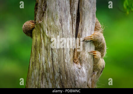 Embout d'arbre sloth vu de l'autre côté de l'arbre ne montrant que ses orteils accroché à un arbre mort Banque D'Images