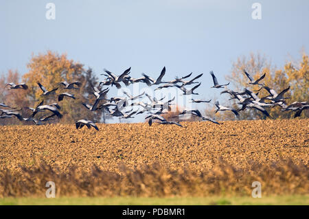 Grues Cendrées - vol - Grues - vol - Megalornis grus Banque D'Images