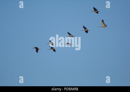 Grues Cendrées grues cendrées vol - - - vol - Megalornis grus Banque D'Images