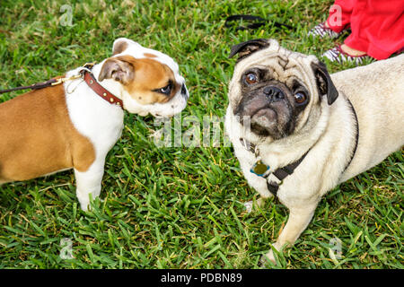 Miami Florida, Bayfront Park, pugs, chien jouet chiens race, leash, visage richement, stocky, animaux de compagnie, grands yeux, chien, les visiteurs voyage touristique touris Banque D'Images