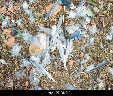 Un tas de plumes d'un geai bleu, Cyanocitta cristata, sur un chemin forestier en gravier dans les Adirondacks concept mort et chaîne alimentaire. Banque D'Images