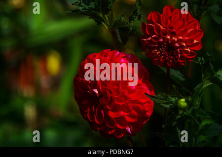 Paire de fleurs dahlia rouge sur fond sombre Banque D'Images