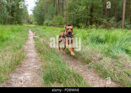 Le Rhodesian Ridgeback chien qui court à travers une forêt d'arbres Banque D'Images
