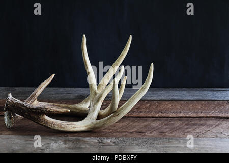 Paire de bois de cerf véritable queue blanche sur une table en bois rustique, d'un fond noir utilisé par les chasseurs lors de la chasse pour réveiller dans d'autres grandes bucks Banque D'Images