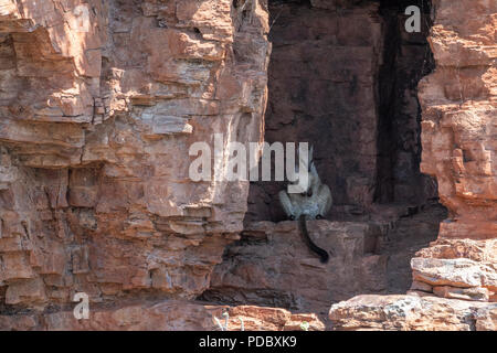 L'Australie, Australie occidentale, Kimberley Coast, entre Wyndham et Kununurra, Ord River. Le hibou-rock wallaby (Petrogale brachyotis s). Banque D'Images