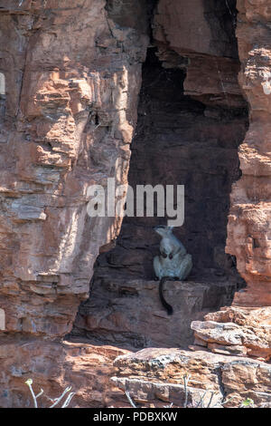 L'Australie, Australie occidentale, Kimberley Coast, entre Wyndham et Kununurra, Ord River. Le hibou-rock wallaby (Petrogale brachyotis s). Banque D'Images