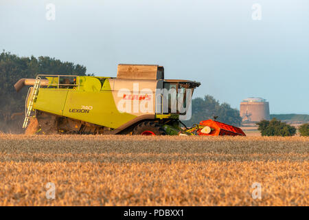 Rendmt Lexion moissonneuse-batteuse de classe 740 Coupe du blé, de Bawdsey, Suffolk, UK. Banque D'Images
