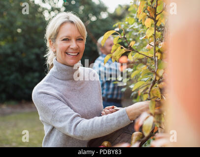 Portrait souriant, confiant mature woman harvesting apples in garden Banque D'Images