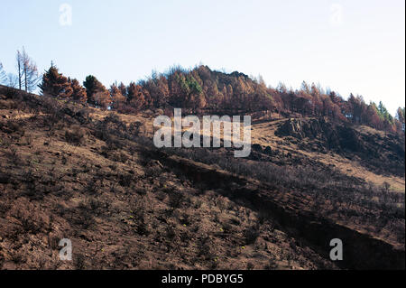 Vue sur la forêt suite à l'incendie à Cruz de Tejeda à Gran Canaria, Espagne Banque D'Images