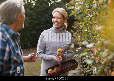 Mature Woman harvesting apples in garden Banque D'Images