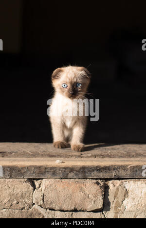 Chaton est assis sur le seuil sur le fond noir Banque D'Images