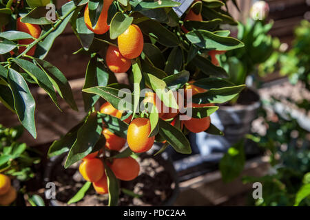 Focus sélectif des branches avec des kumquats et feuilles vertes Banque D'Images