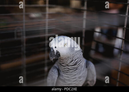 La photo en gros plan de colombe en cage sur le marché. Banque D'Images