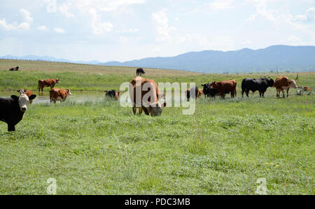Le bétail brouter le long de la frontière à la frontière États-Unis/Mexique à l'est de Lochiel, Arizona, USA. Banque D'Images