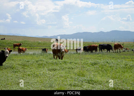 Le bétail brouter le long de la frontière à la frontière États-Unis/Mexique à l'est de Lochiel, Arizona, USA. Banque D'Images