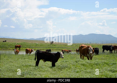 Le bétail brouter le long de la frontière à la frontière États-Unis/Mexique à l'est de Lochiel, Arizona, USA. Banque D'Images