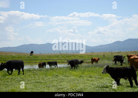 Le bétail brouter le long de la frontière à la frontière États-Unis/Mexique à l'est de Lochiel, Arizona, USA. Banque D'Images