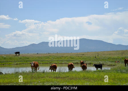 Le bétail brouter le long de la frontière à la frontière États-Unis/Mexique à l'est de Lochiel, Arizona, USA. Banque D'Images