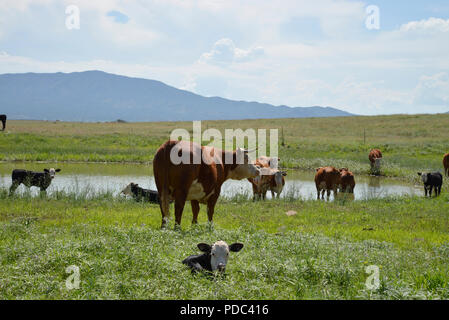 Le bétail brouter le long de la frontière à la frontière États-Unis/Mexique à l'est de Lochiel, Arizona, USA. Banque D'Images