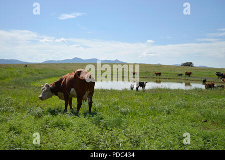 Le bétail brouter le long de la frontière à la frontière États-Unis/Mexique à l'est de Lochiel, Arizona, USA. Banque D'Images