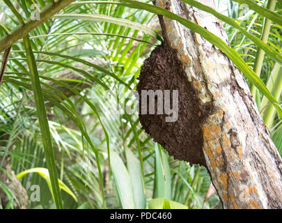 Une termitière ou termitarium trouvés dans un arbre, à Mahé, Seychelles Banque D'Images