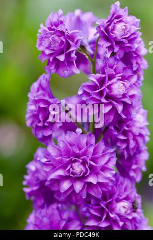 Delphinium 'Highlander' Bolero Banque D'Images