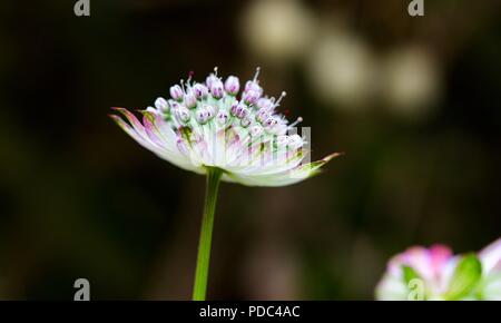 Astrantia major grande masterwort Banque D'Images