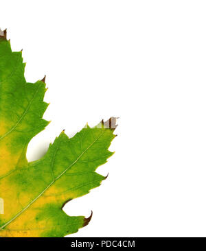 Une partie de l'automne feuille d'érable multicolore isolé sur fond blanc Banque D'Images